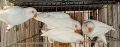 Home Breeder Lovebirds for Sale