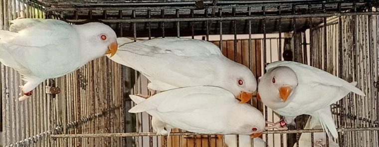 Home Breeder Lovebirds for Sale