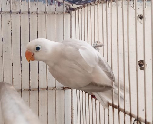 Double Factor Edge Opaline/Ino female self chick for sale