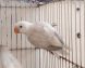 Double Factor Edge Opaline/Ino female self chick for sale