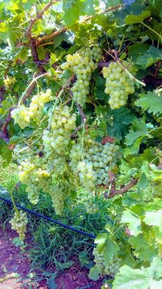 Grapes plants in Pakistan