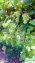 Grapes plants in Pakistan