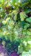 Grapes plants in Pakistan