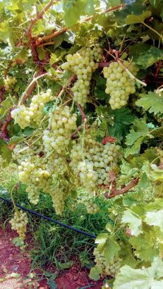 Grapes plants in Pakistan