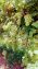 Grapes plants in Pakistan