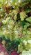 Grapes plants in Pakistan