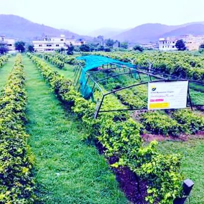 Grapes plants in Pakistan