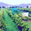 Grapes plants in Pakistan
