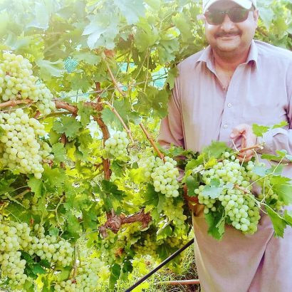 Grapes plants in Pakistan