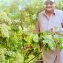 Grapes plants in Pakistan