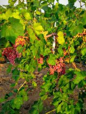 Grapes plants in Pakistan