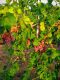 Grapes plants in Pakistan