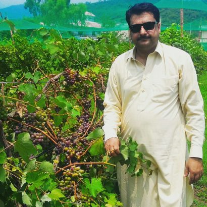 Grapes plants in Pakistan