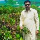 Grapes plants in Pakistan