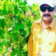 Grapes plants in Pakistan