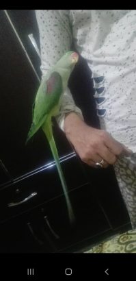 Raw parrot female