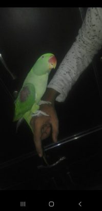 Raw parrot female