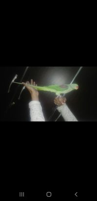 Raw parrot female