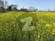 Ideal 25 Acre Fully Agriculture Land For Sale