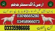 Army dog center jhelum