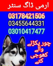 Army dog center murree