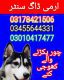 Army dog center murree