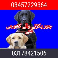 Best Army dog centre