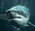 Jaws in the Deep Ocean Terror MUST WATCH