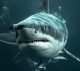 Jaws in the Deep Ocean Terror MUST WATCH