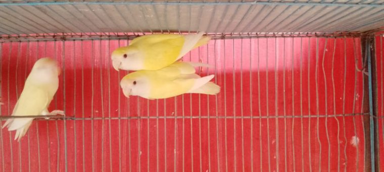 Adult Roseicollis Cremino Females Available