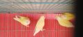 Adult Roseicollis Cremino Females Available