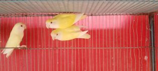 Adult Roseicollis Cremino Females Available