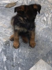 German Shefered Puppy