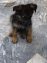 German Shefered Puppy