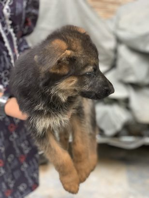 German Shefered Puppy