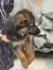 German Shefered Puppy
