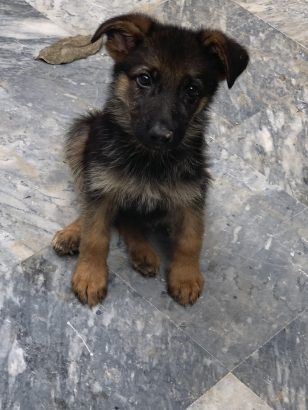 German Shefered Puppy