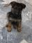 German Shefered Puppy