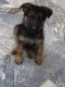 German Shefered Puppy