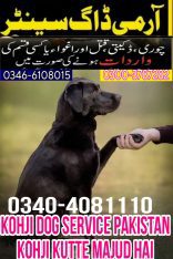 Army dog center Chakwal. searching Dog