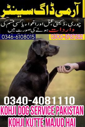 Army dog center Chakwal. searching Dog