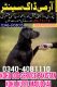 Army dog center Chakwal. searching Dog
