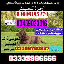 Army dog center Taxila Wah Cantt