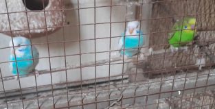 Austrailian parrots pathay