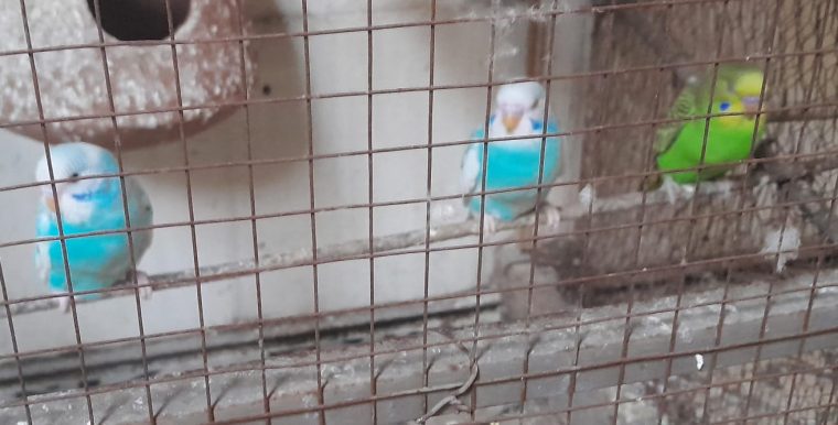 Austrailian parrots pathay