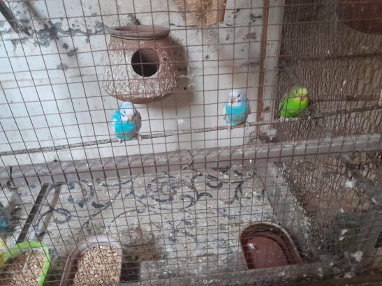 Austrailian parrots pathay