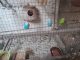Austrailian parrots pathay