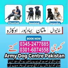Khoji Dog in Multan