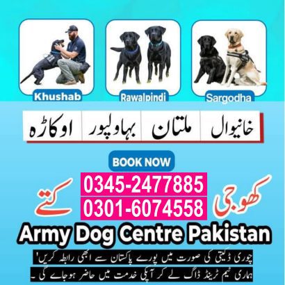 Khoji Dog in Multan