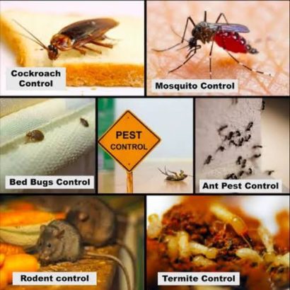 Fumigation & Pest Control Services